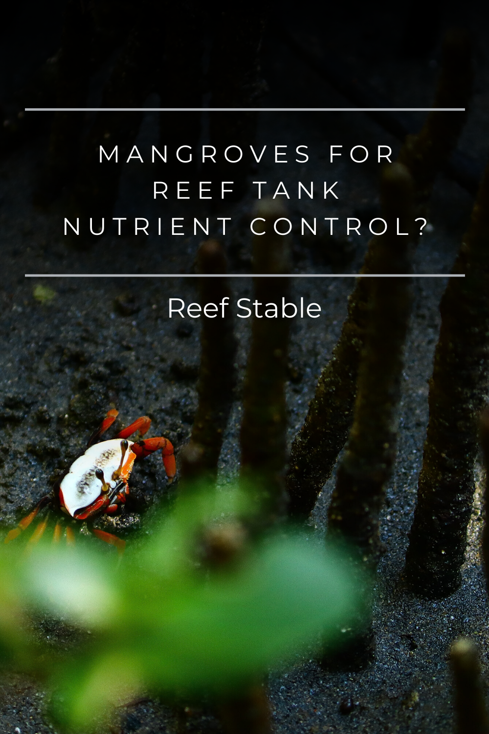 Tropical Fish Aquarium Nutrient Management photo