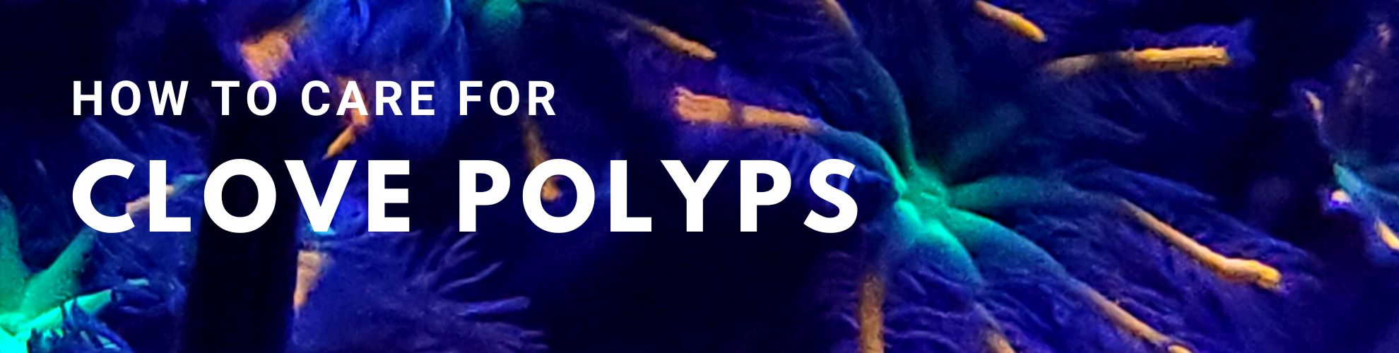 Clove Polyp Care Guide Link