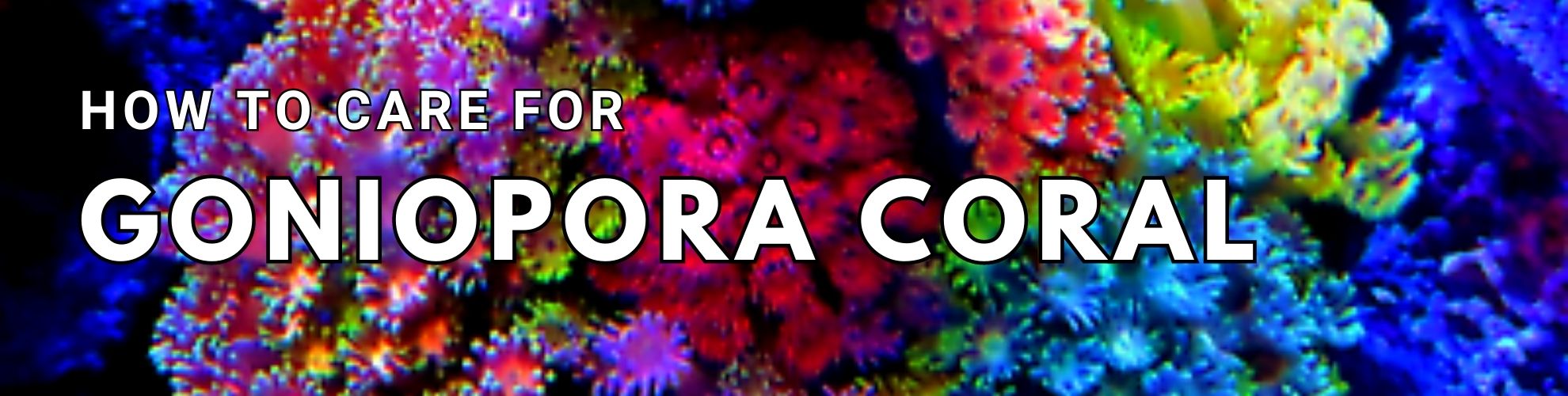 Goniopora Coral Care Guide Link