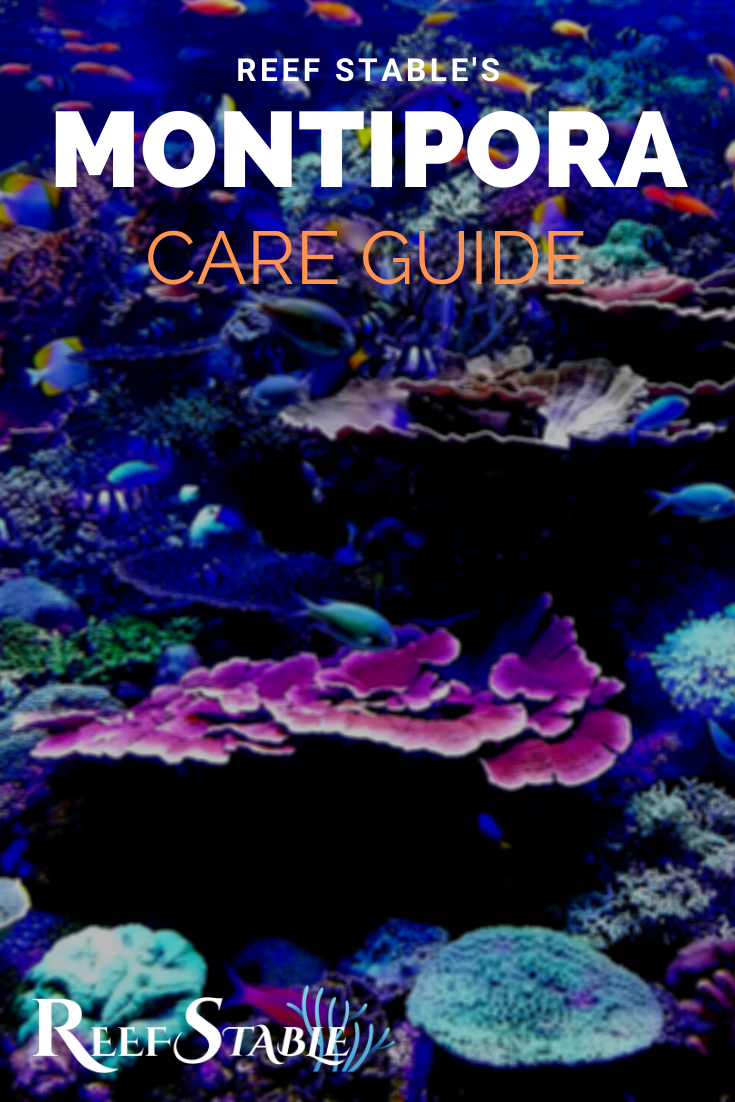 Gallery Detail: Montipora Care Guide