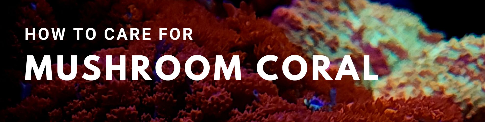 Mushroom Coral Care Guide Link