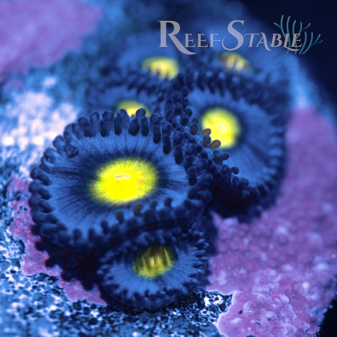 AOI Zoa (2+ Polyps)