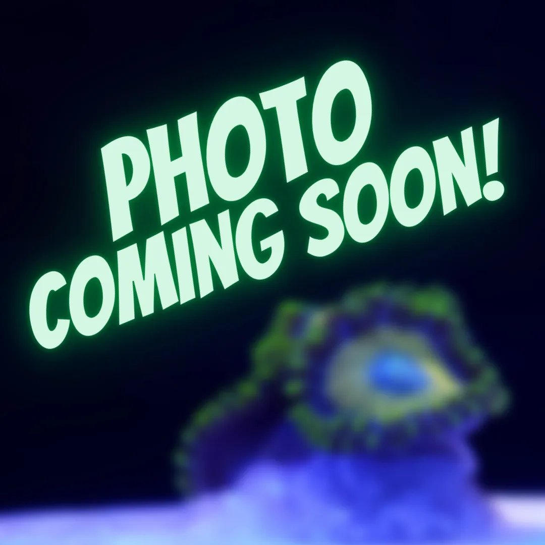 Chili Pepper Montipora