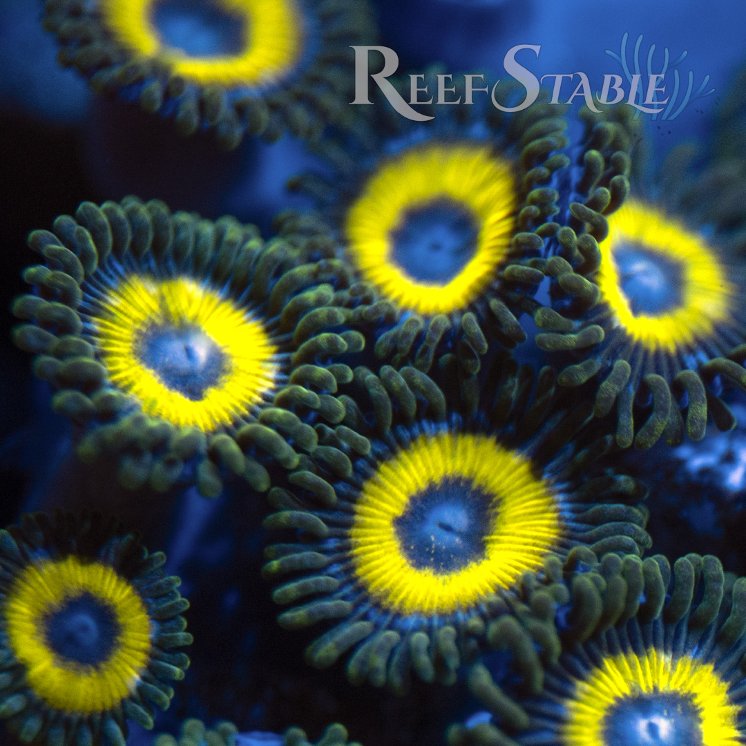 Belladonna Zoa (2+ Polyps)
