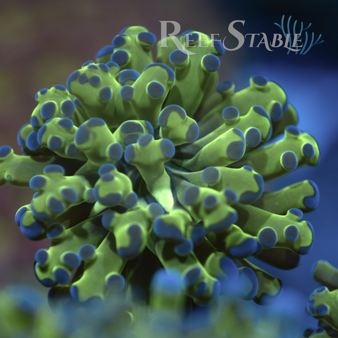 Green with Purple Tip Frogspawn (1 Head)