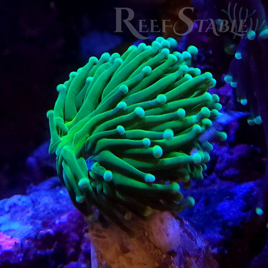 Green Torch (1 Head) | Reef Stable