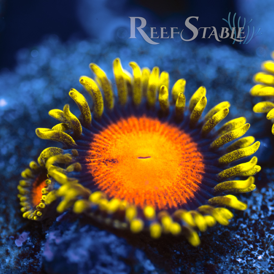 Hyper Color Zoa (2+ Polyps)