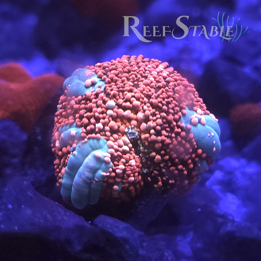 インターステラーバウンスマッシュルーム Gold Interstellar Bounce Mushroom | Reef Stable