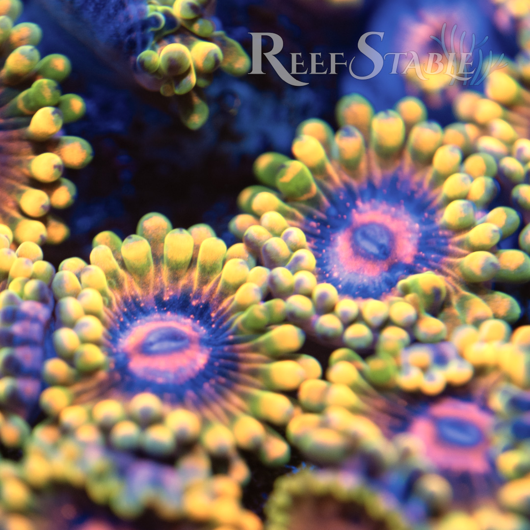 Jedi Mind Trick Zoas (2+ Polyp)