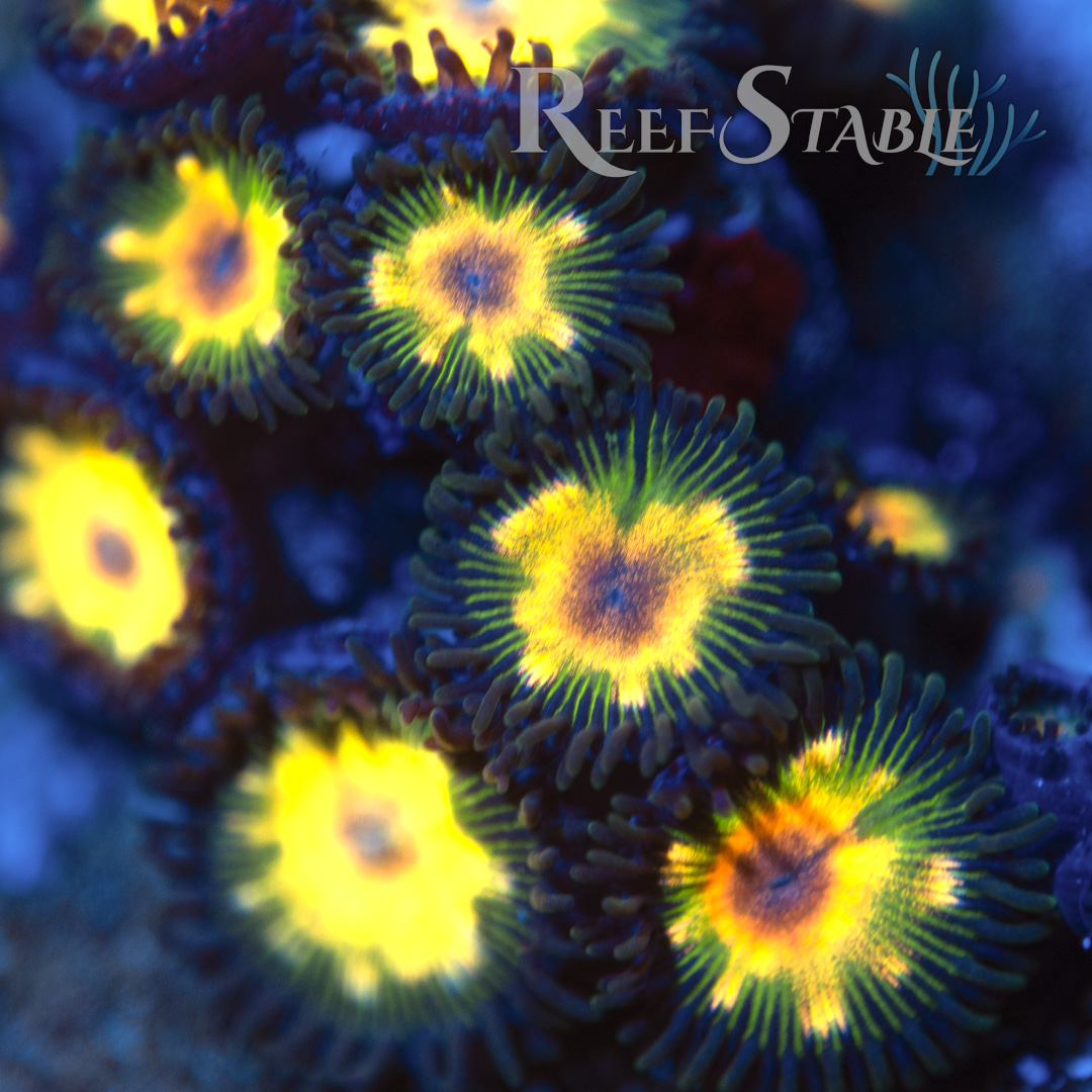 Jurassic Park Zoa (2+ Polyps)