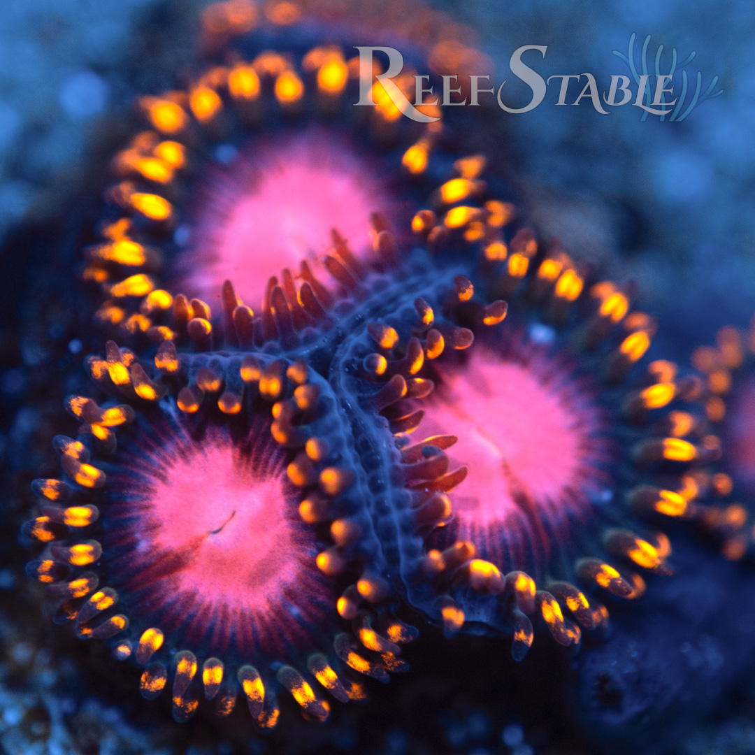 KH Sunburst Zoa (2+ Polyps)