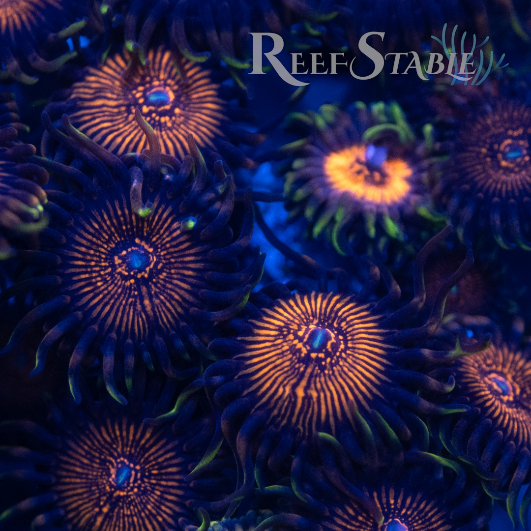 Nightcrawlers Zoa (2+ Polyps) | Reef Stable