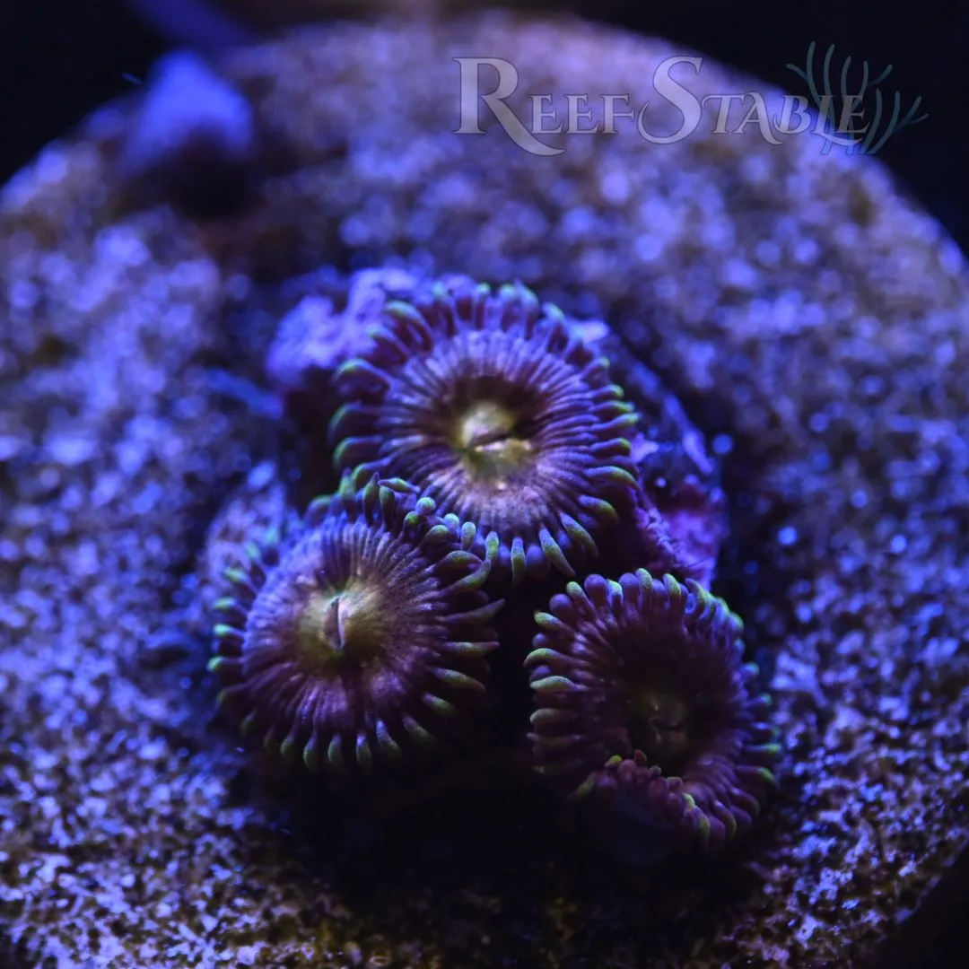 Nirvana Zoa  (2+ Polyps)
