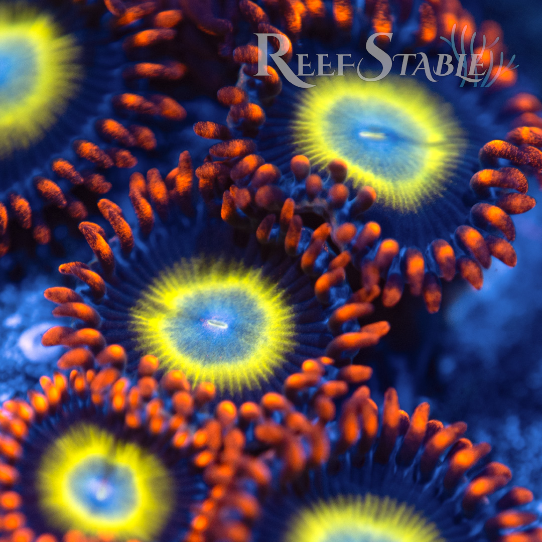 Pearl Jam Zoa (2+ Polyps)