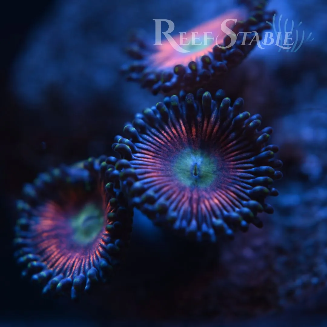 Pink Pansies Zoa (2+ Polyps)