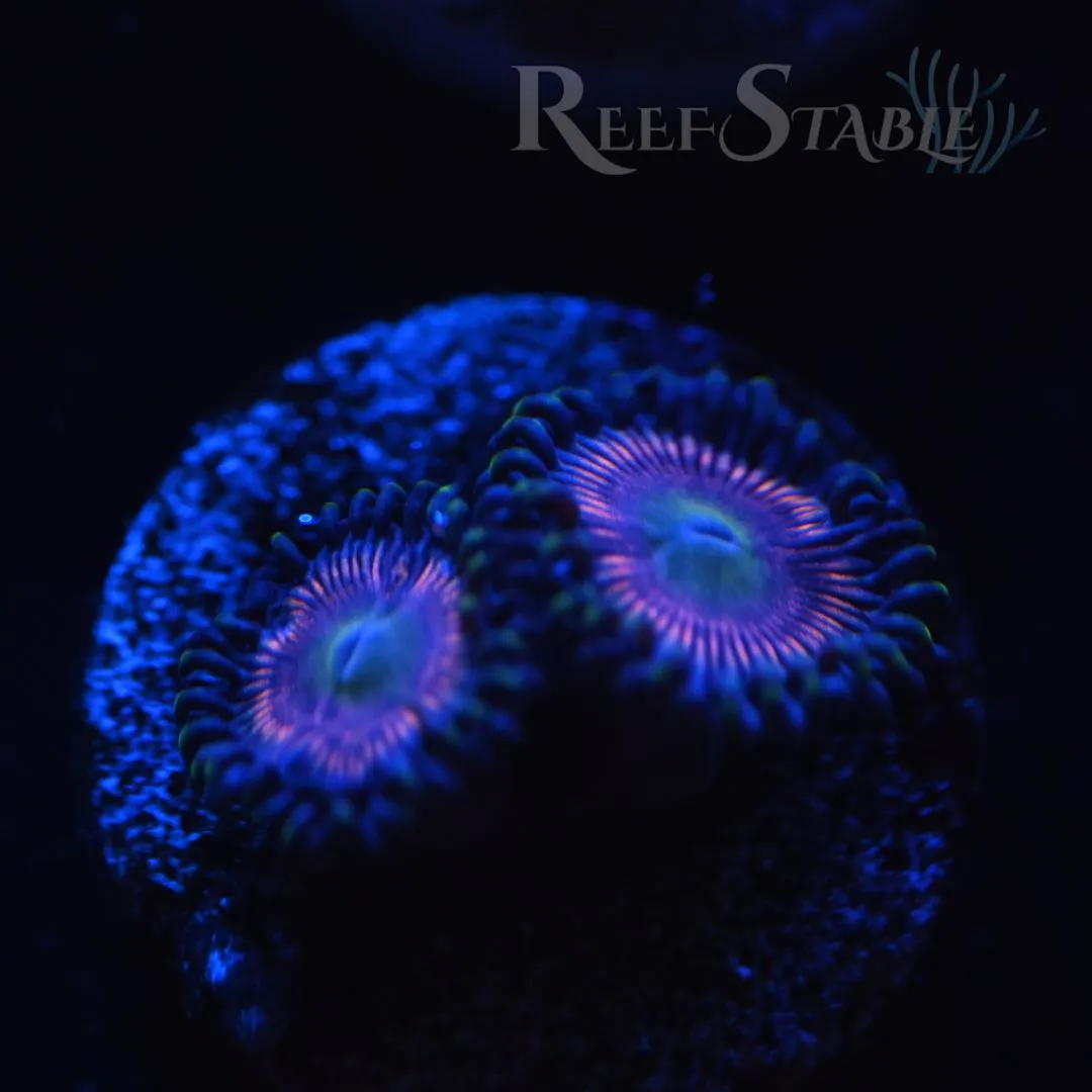 Pink Pansies Zoa (2+ Polyps)