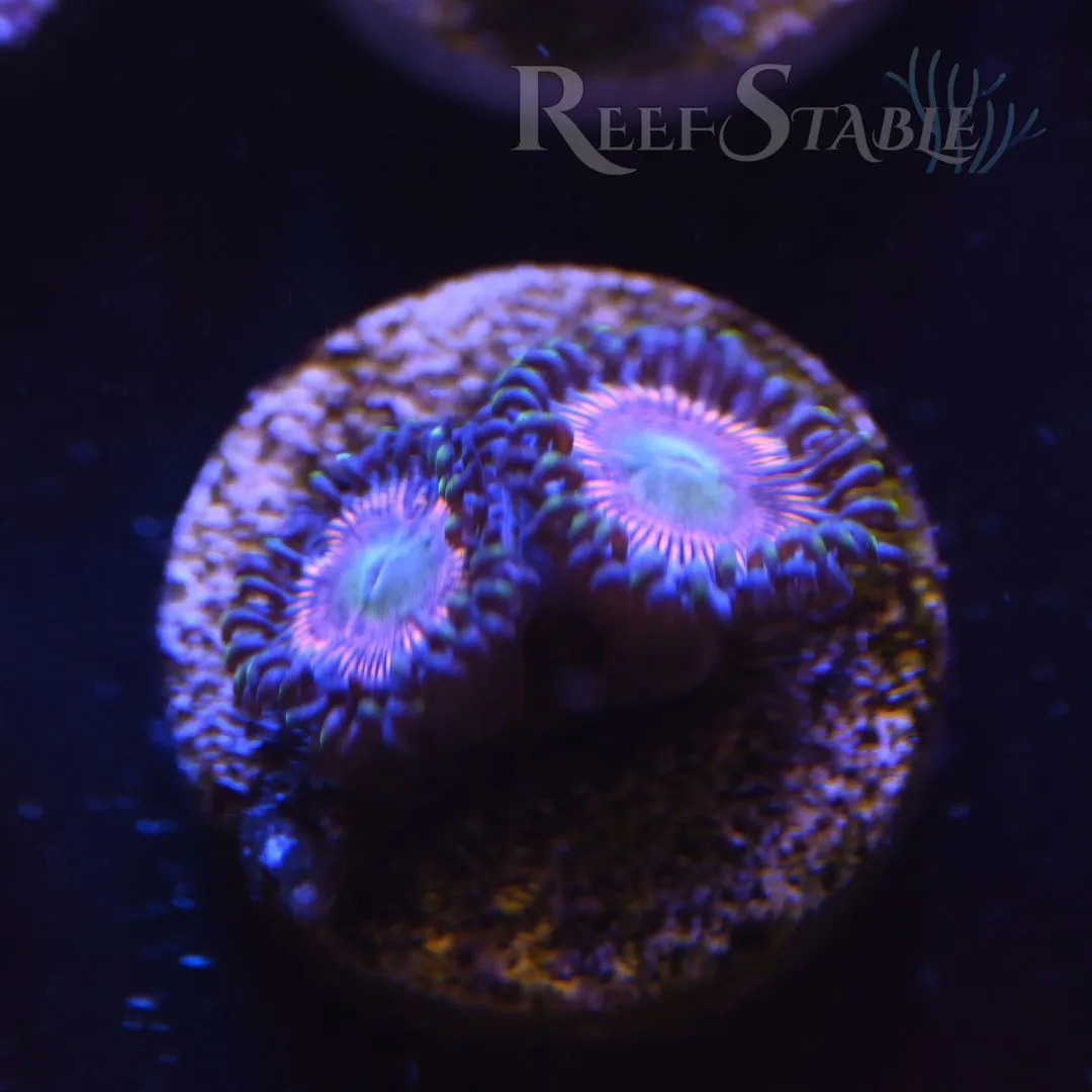 Pink Pansies Zoa (2+ Polyps)