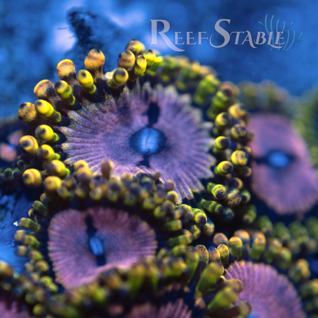 WWC Purple Monster Zoa (2+ Polyps)