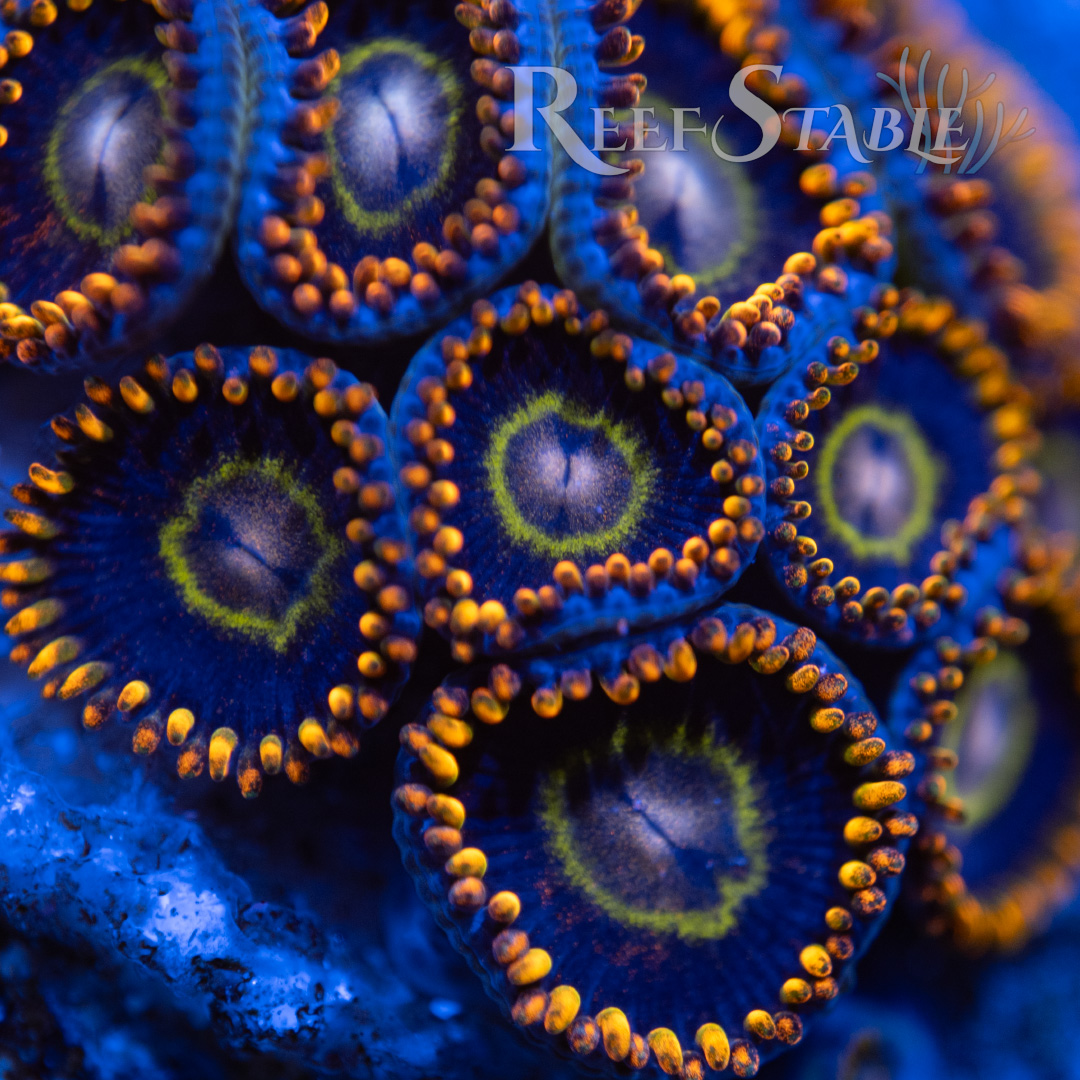Rainbow Hornet Zoanthids - WYSIWYG Mini Colony