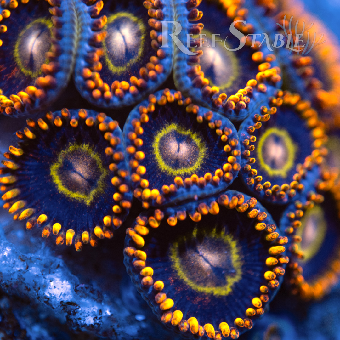 Rainbow Hornet Zoa (2+ Polyps)