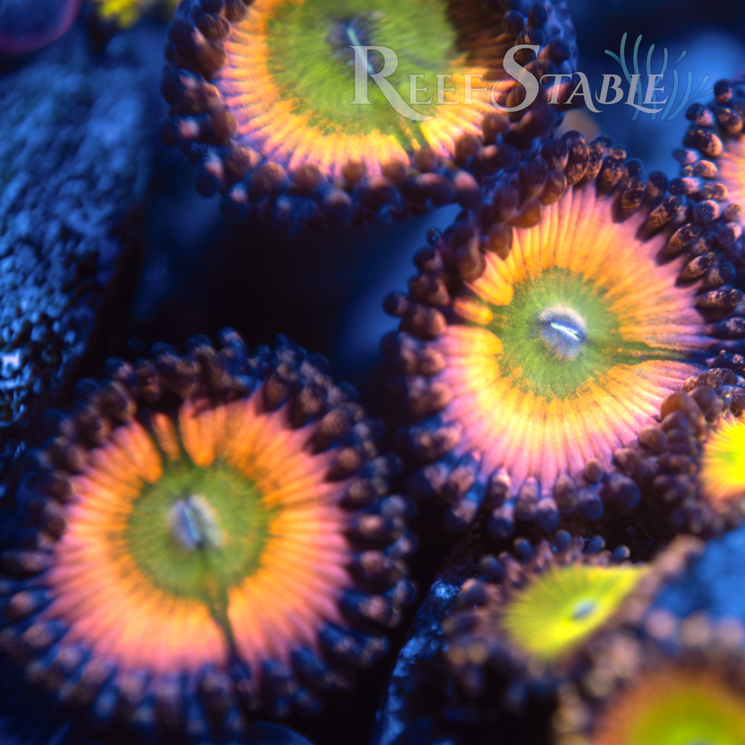 Rainbow Infusion Zoa (2+ Polyps)