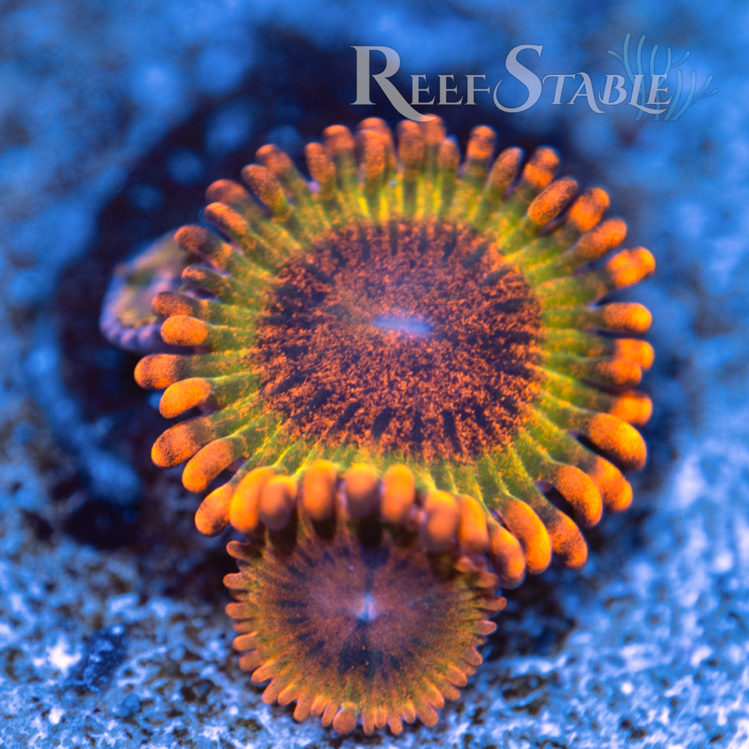 Speckled Krak Zoa (1 Polyp)