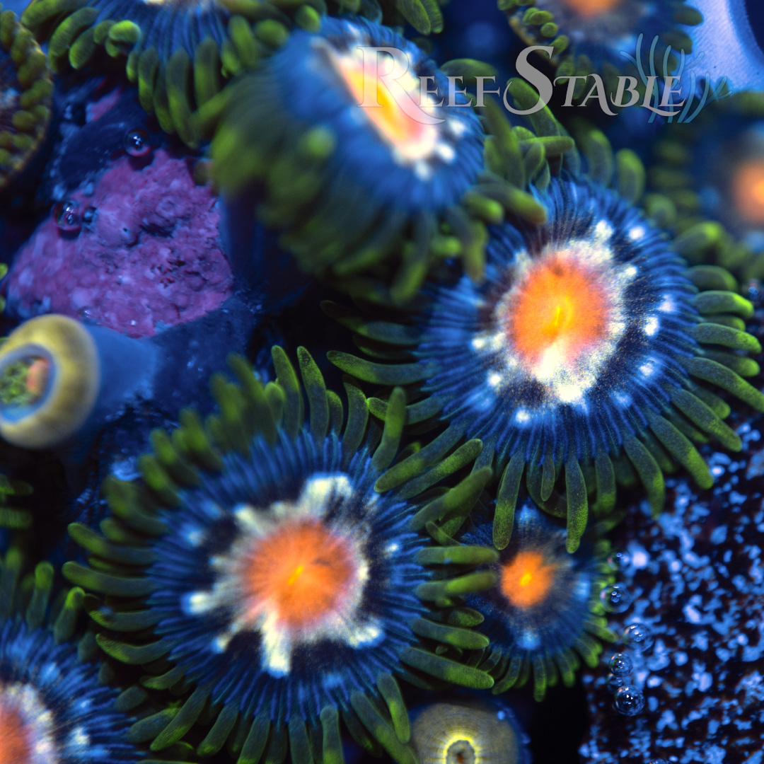 JF Stargazer Zoa (2+ Polyps)
