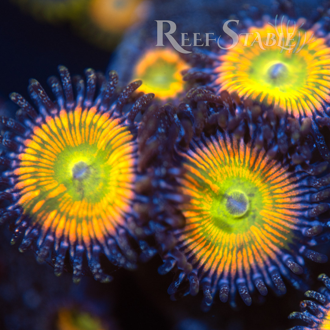 Sunny D Zoa (2+ Polyps)