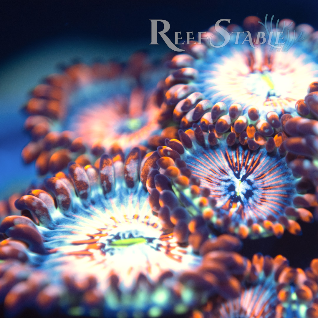 White Zombie Zoa (2+ Polyps)