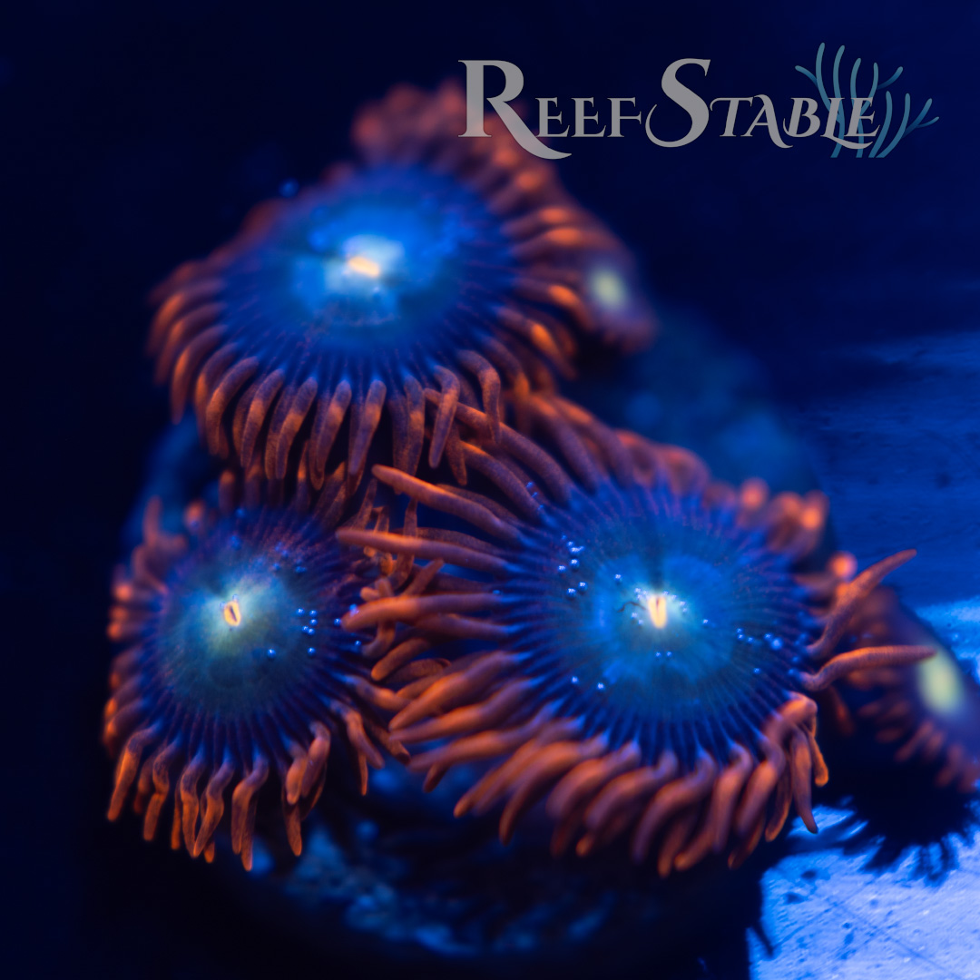 wwc-flaming-sun-424-blue.jpg