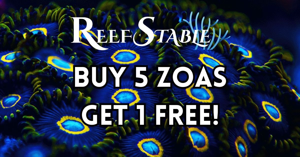 Zoanthids For Sale Zoa Coral For Sale Best Place to Buy Coral Online